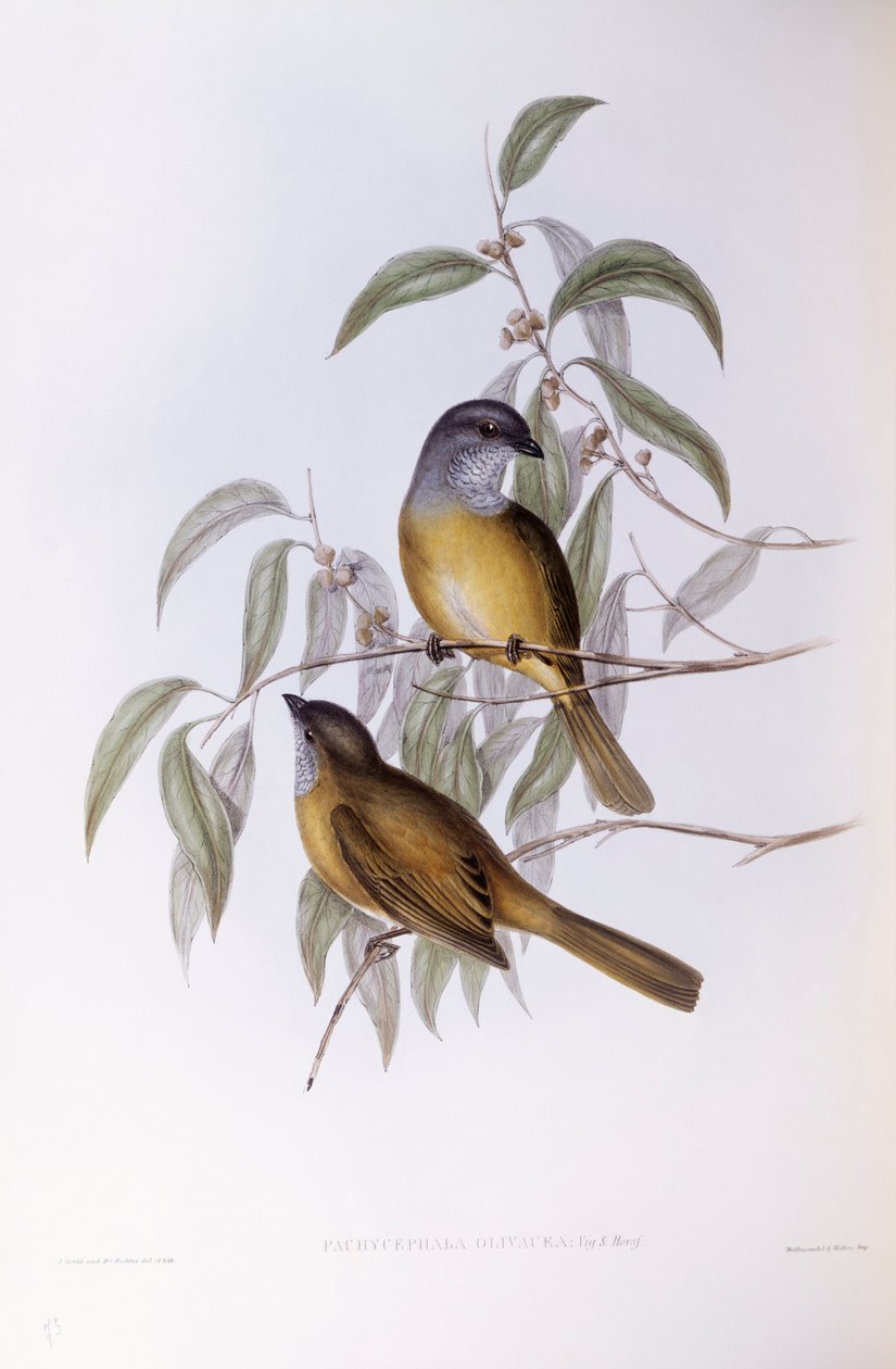橄榄哨兵（Pachycephala olivacea），约翰-古尔德的雕刻作品 作者 约翰·古尔德