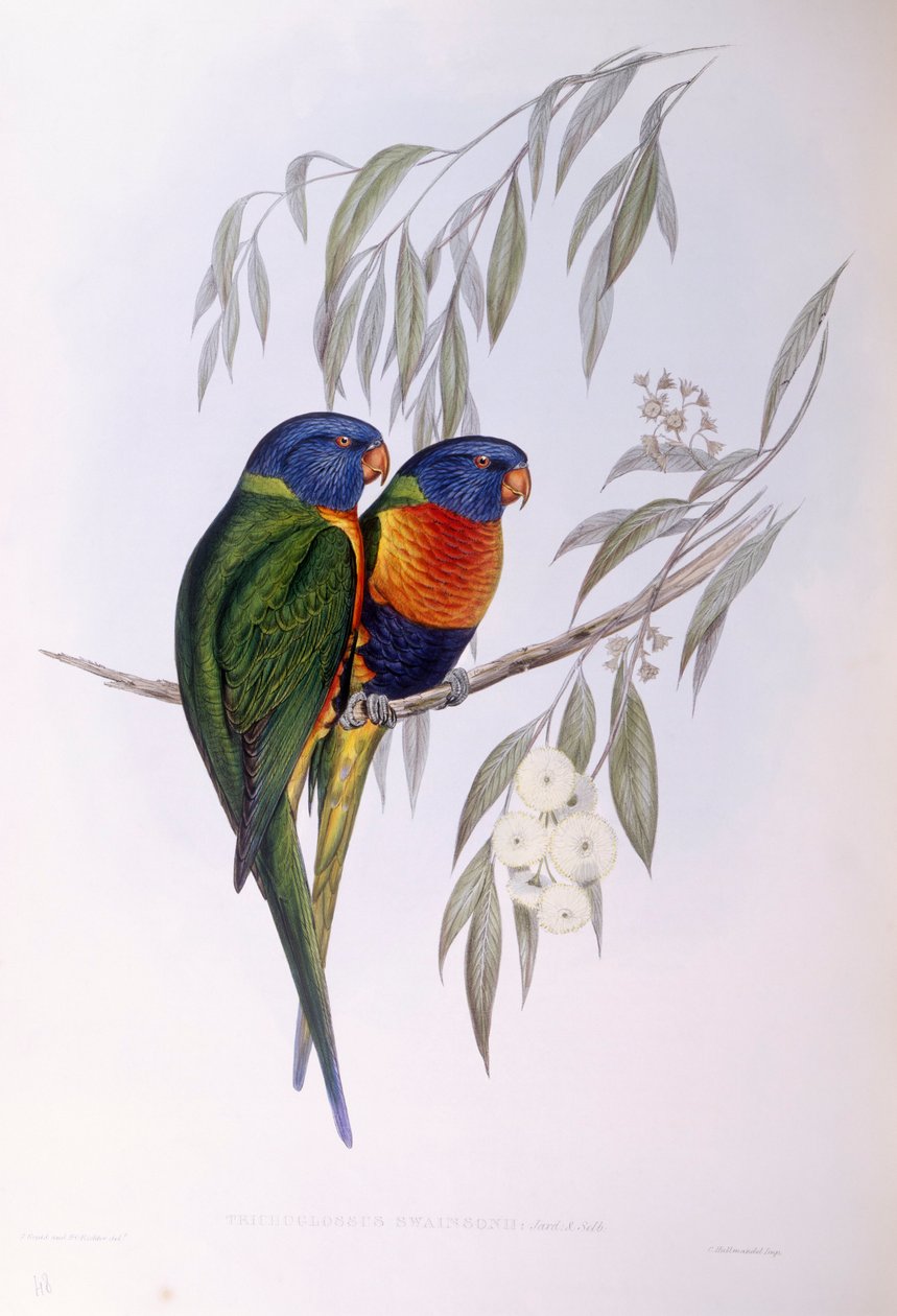 装饰性杓鹬（Trichoglossus ornatus），约翰-古尔德的雕刻作品 作者 约翰·古尔德