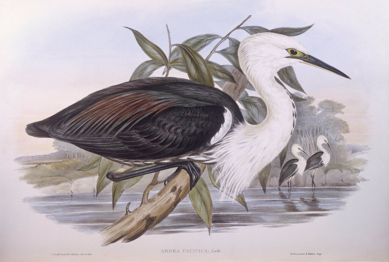 太平洋苍鹭（Ardea pacifica），约翰-古尔德的雕刻作品 作者 约翰·古尔德