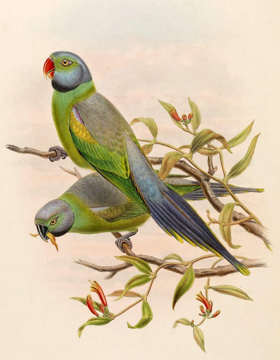 鹰嘴兽 = Psittacula calthropae 作者 约翰·古尔德