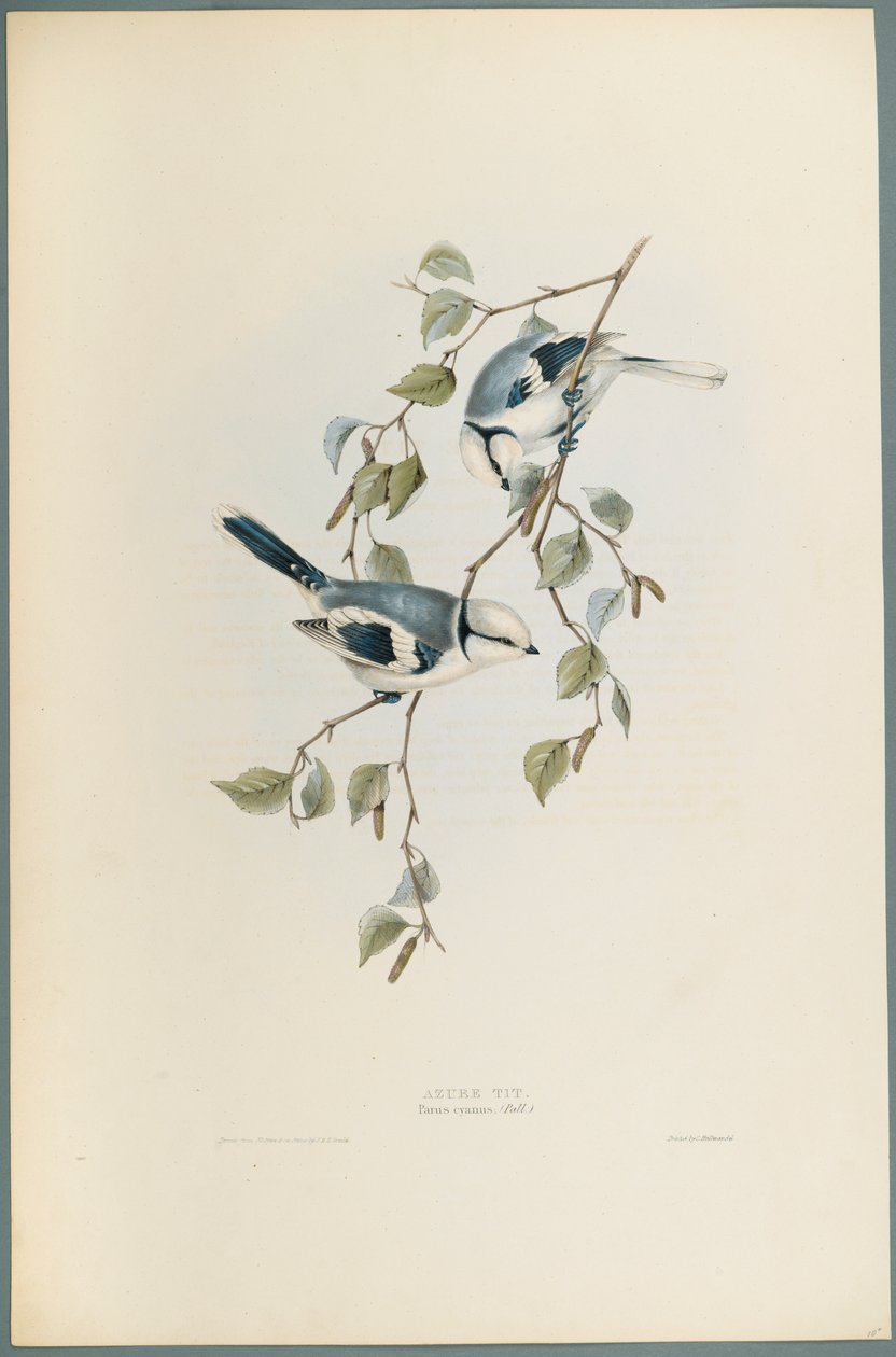 Parus Cyanus：Azure Tit（编织纸上的彩色光刻） 作者 约翰·古尔德
