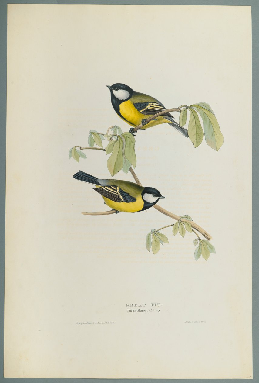 Parus Major：大山雀（编织纸上的彩色石版） 作者 约翰·古尔德