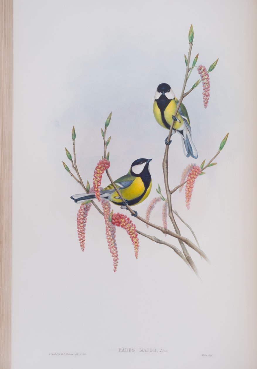 Parus Major，来自英国鸟类的约翰古尔德，1862-73出版（手工彩色光刻） 作者 约翰·古尔德