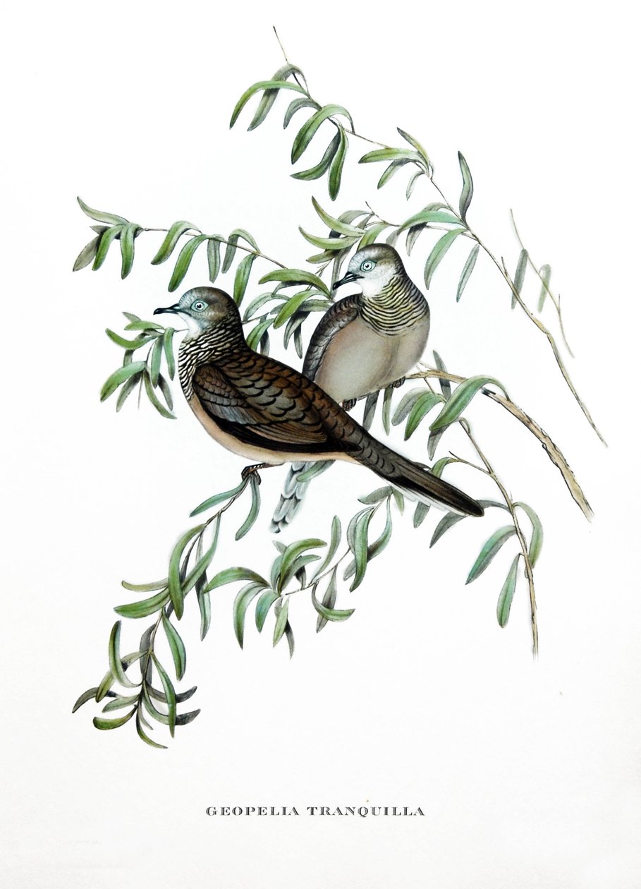 和平鸽，来自澳大利亚的鸟类，根据约翰-古尔德（1804-1881 年）的书 "热带鸟类 "雕刻而成 作者 约翰·古尔德
