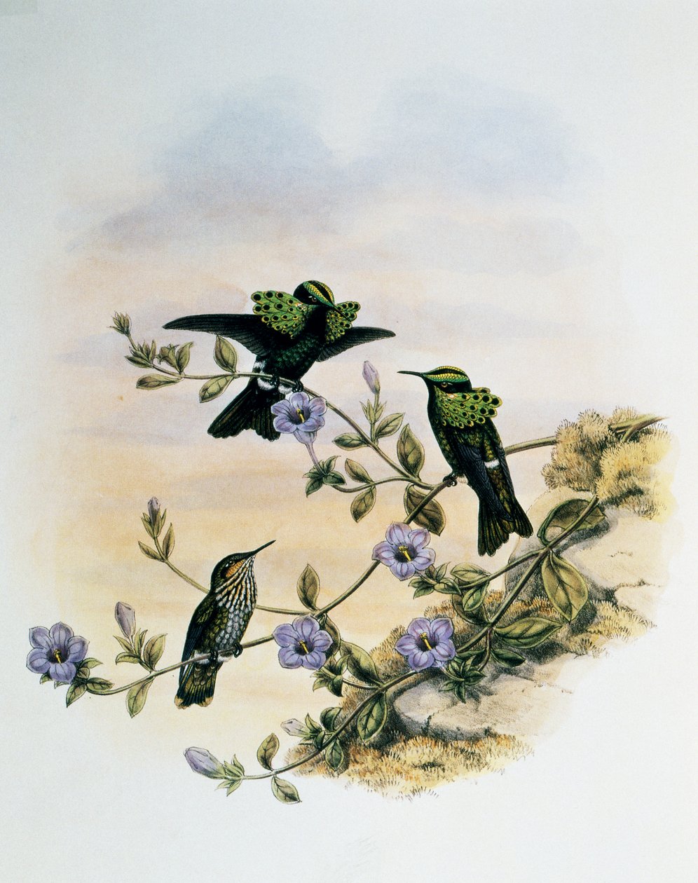 孔雀小鸟（Lophornis pavoninus），雕刻自《鸟科或蜂鸟专论》（1849-1861），作者约翰-古尔德（1804-1881），英国 作者 约翰·古尔德