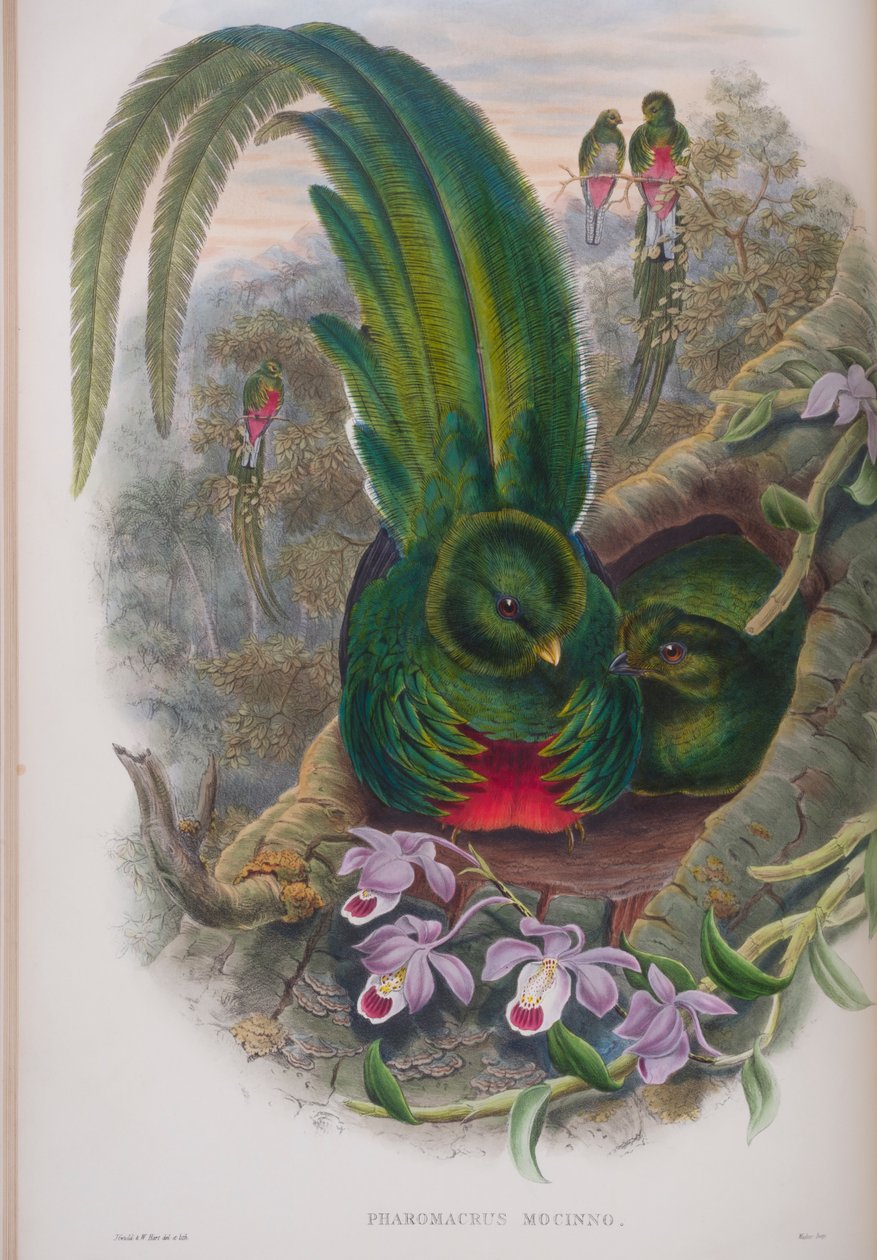 Pharomacrus Mocinno，来自英国鸟类的约翰古尔德，1862-73出版（手工彩色光刻） 作者 约翰·古尔德