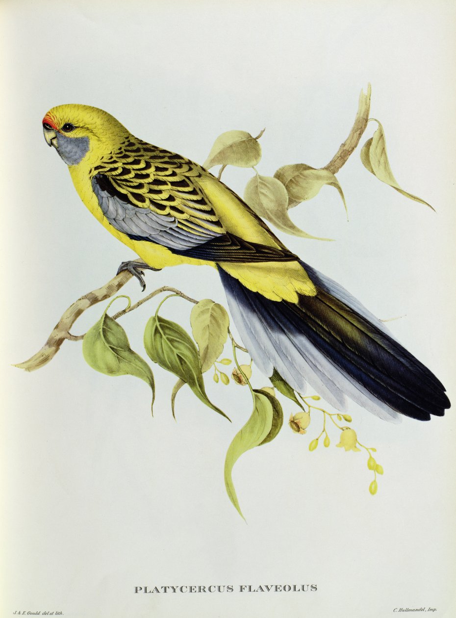 Platycercus Flaveolus 作者 约翰·古尔德