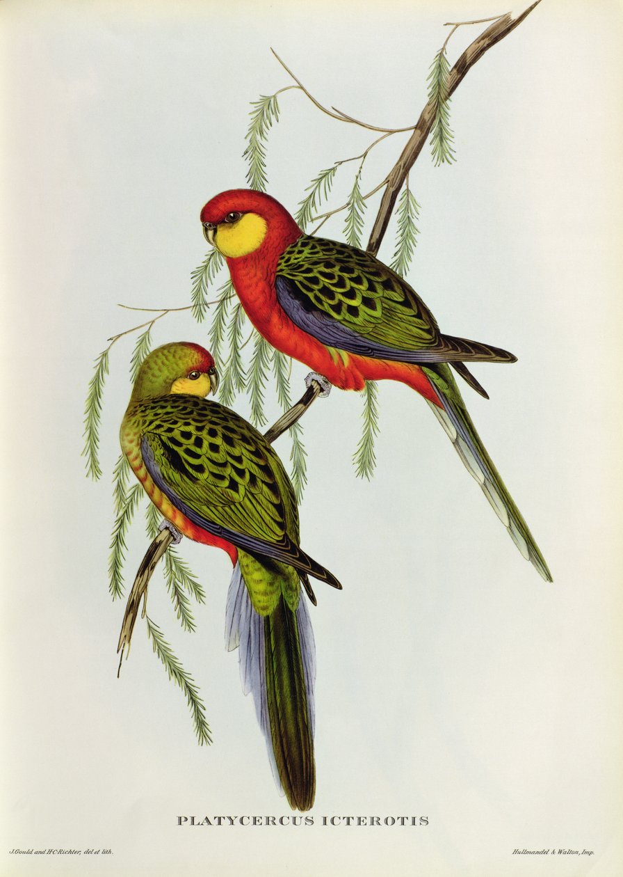 Platycercus Icterotis 作者 约翰·古尔德