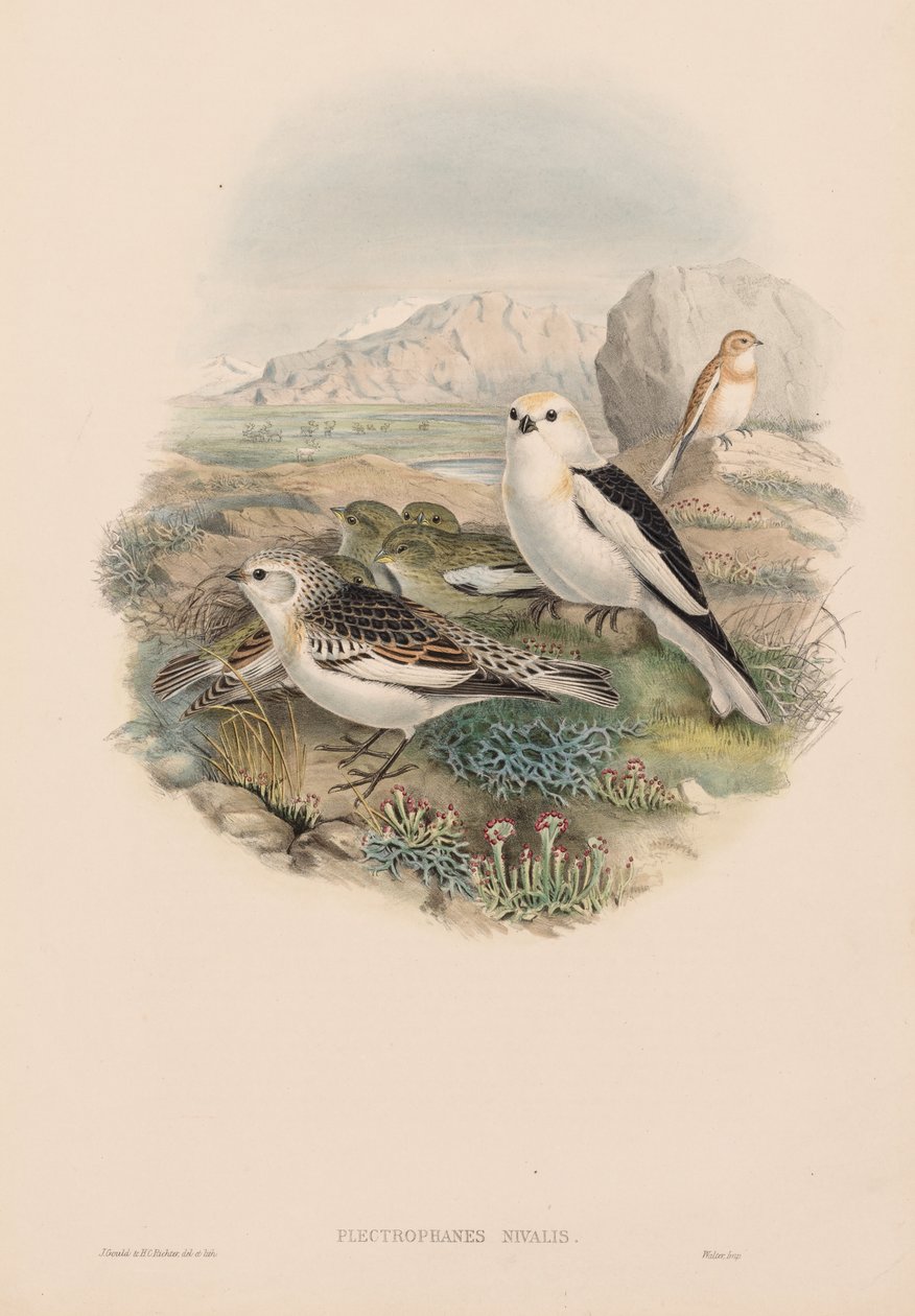 Plestrophanes Nivalis 作者 约翰·古尔德