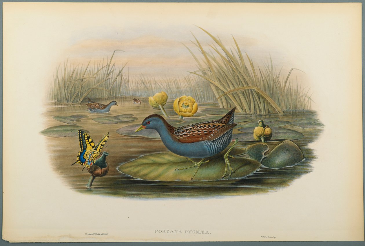 Porzana Pygmaea，Baillons Crane（编织纸上的彩色石版） 作者 约翰·古尔德
