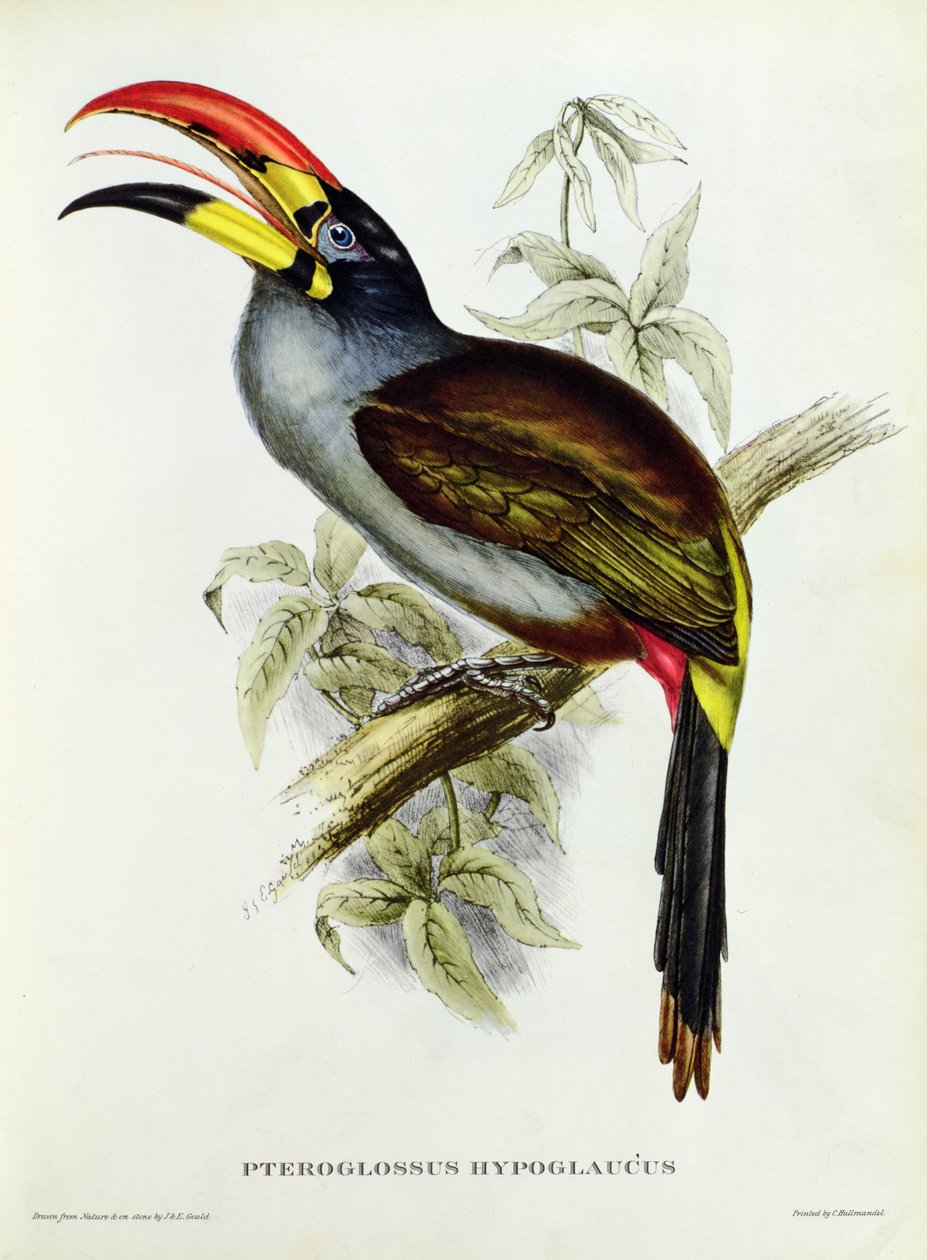 来自&39;热带鸟&39;的Pteroglossus Hypoglaucus 作者 约翰·古尔德