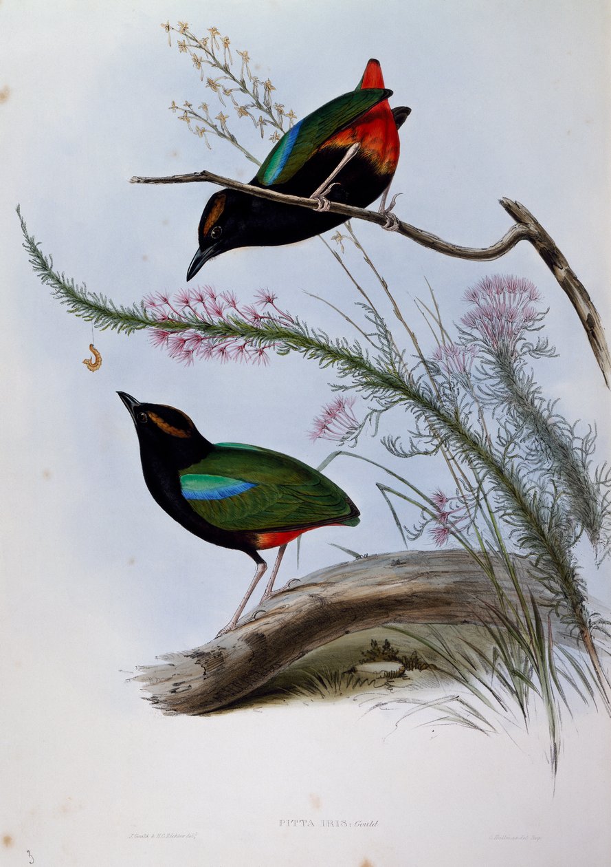 彩虹皮塔（Pitta iris），来自澳大利亚鸟类的雕刻品 作者 约翰·古尔德