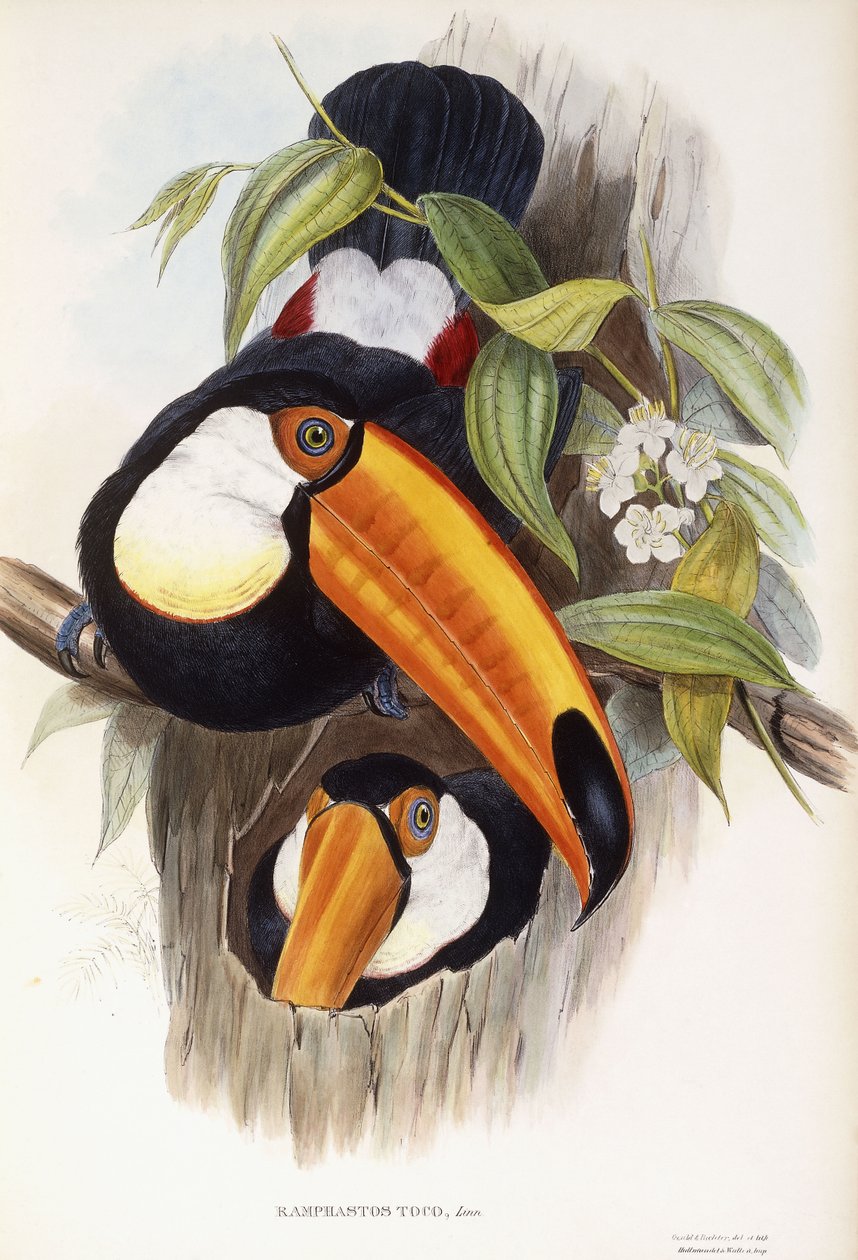 Ramphastos Toco 作者 约翰·古尔德