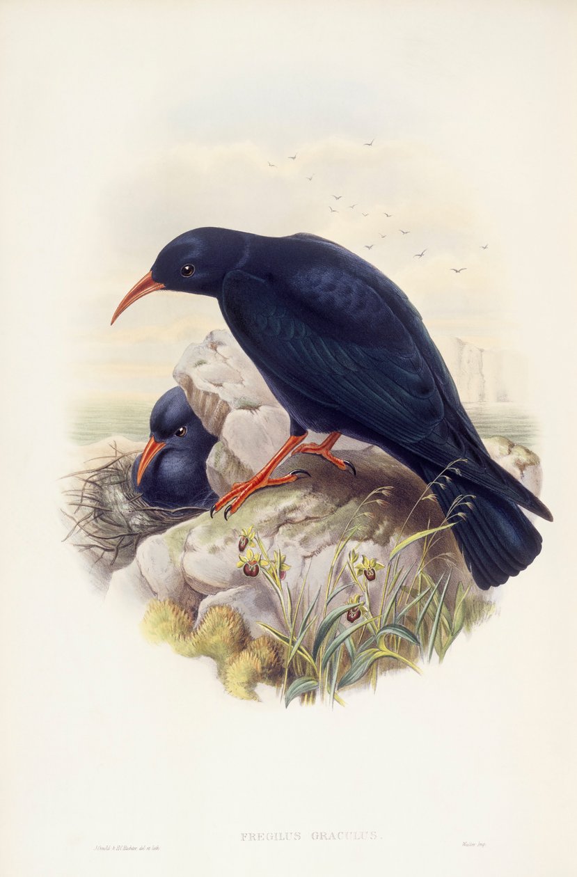 红嘴鸥（Pyrrhocorax pyrrhocorax），约翰-古尔德的雕刻作品 作者 约翰·古尔德