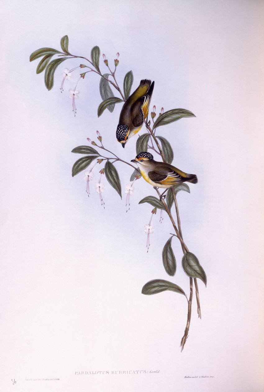 红眉豹（Pardalotus rubricatus），约翰-古尔德的雕刻作品 作者 约翰·古尔德