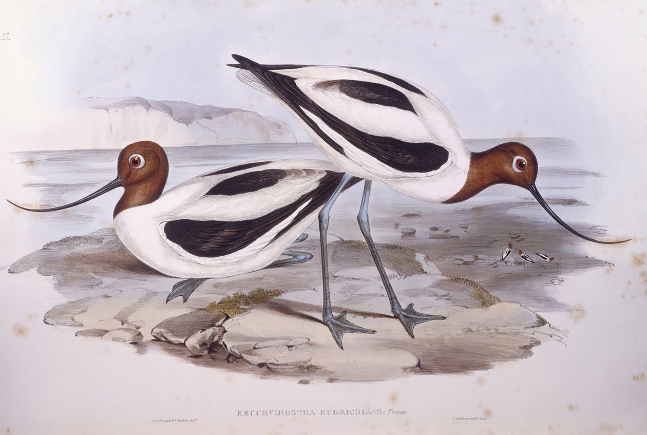 红颈鸦雀（Recurvirostra novaehollandiae），约翰-古尔德的雕刻作品 作者 约翰·古尔德