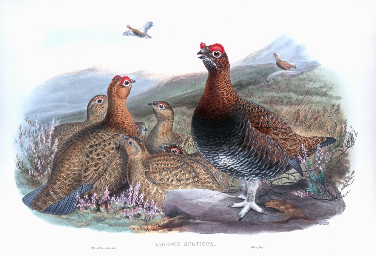 Red Grouse Lagopus lagopus scotica 作者 约翰·古尔德