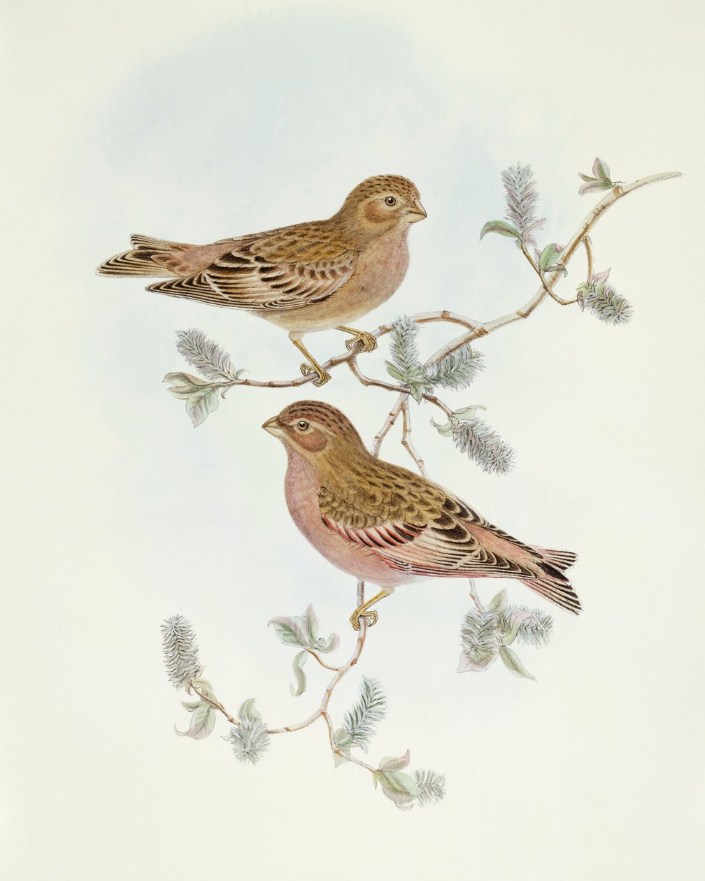 红雀（Erythrospiza incarnata），约翰-古尔德的雕刻作品 作者 约翰·古尔德