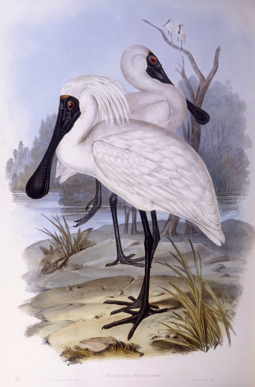 皇家琵琶鱼（Platalea regia），约翰-古尔德的雕刻作品 作者 约翰·古尔德