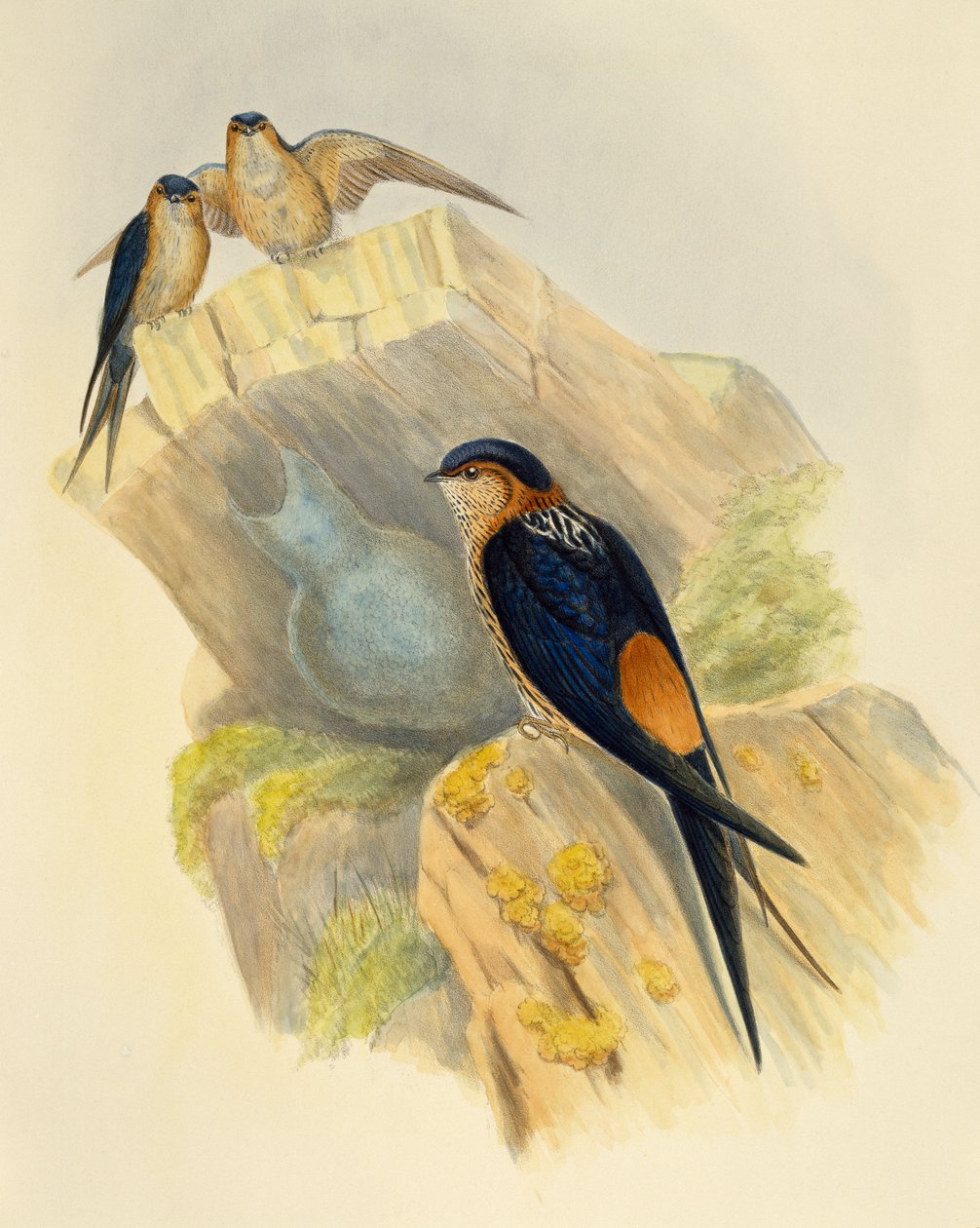 红腹燕（Hirundo daurica），英国约翰-古尔德（1804-1881）的雕刻作品。 作者 约翰·古尔德