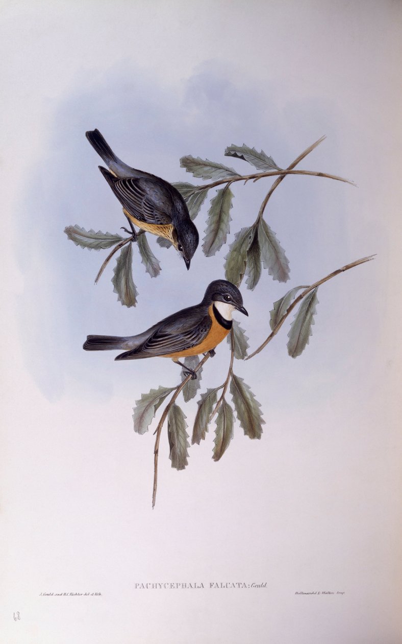 红嘴鸥（Pachycephala rufiventris），约翰-古尔德的雕刻作品 作者 约翰·古尔德