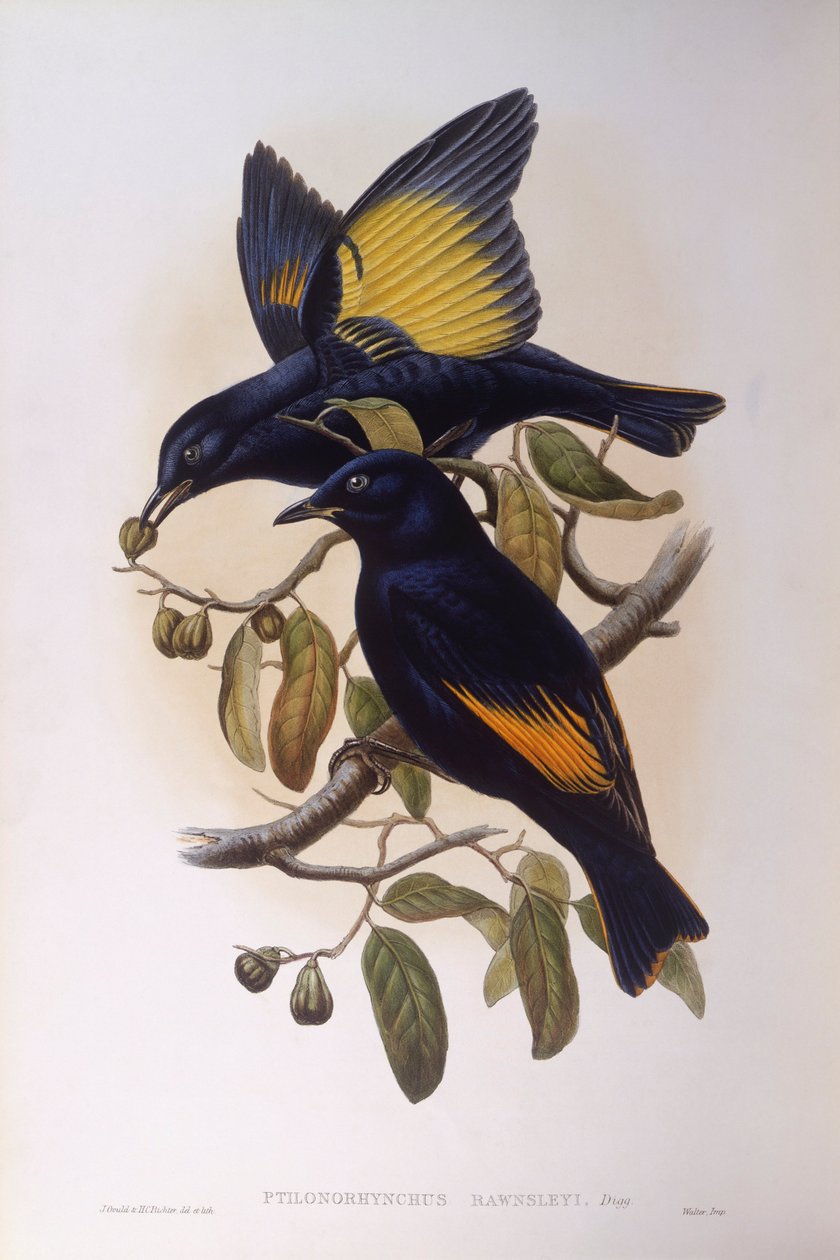 缎子花鸟（Ptilonorhynchus violaceus），约翰-古尔德的雕刻作品 作者 约翰·古尔德