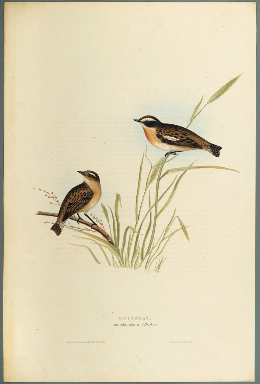 Saxicola Rubetra  -  Whinchat（编织纸上的彩色光刻） 作者 约翰·古尔德
