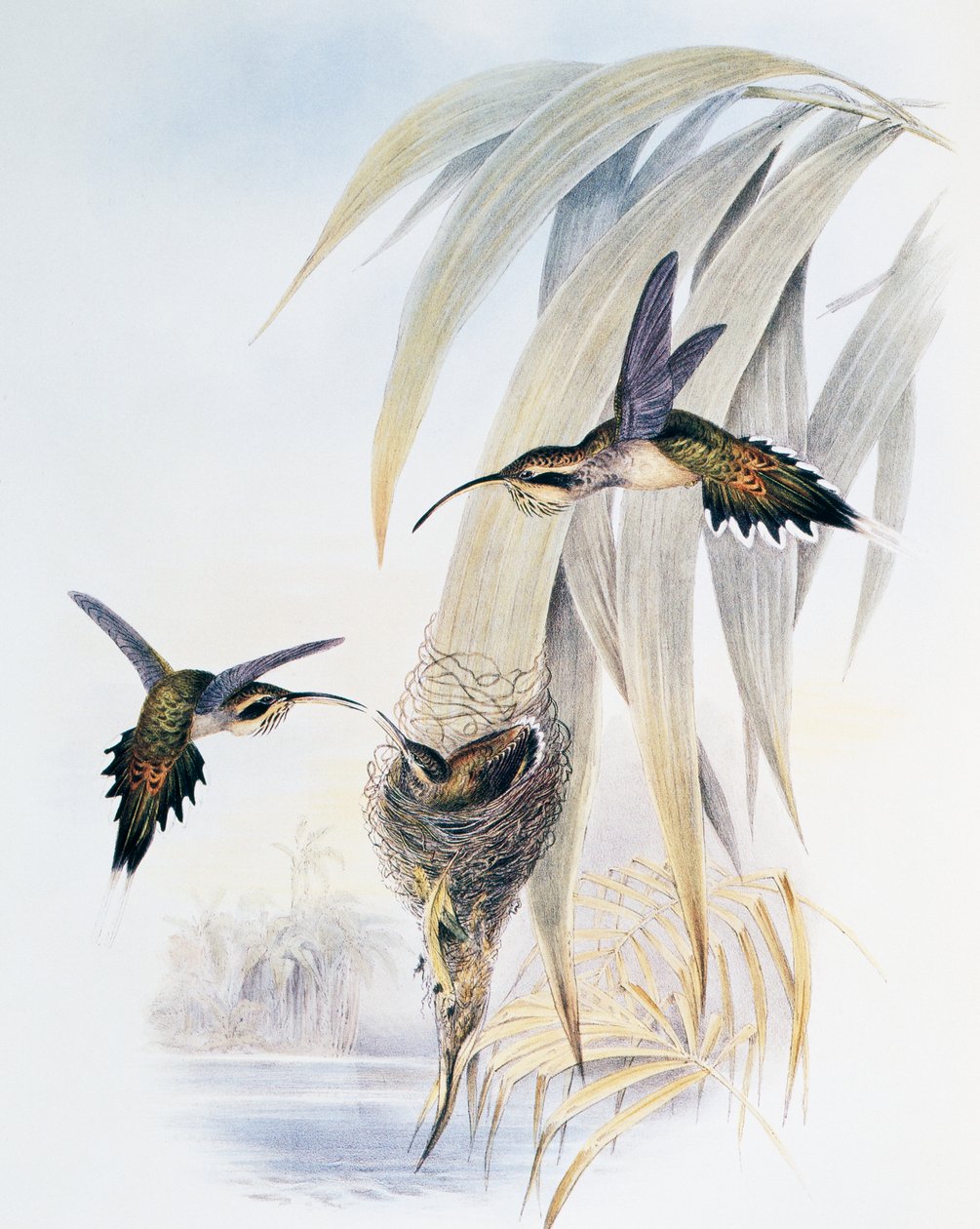 鳞喉隐士（Phaethornis eurynome），雕刻自《鸟科或蜂鸟专论》（1849-1861），作者约翰-古尔德（1804-1881），英国 作者 约翰·古尔德