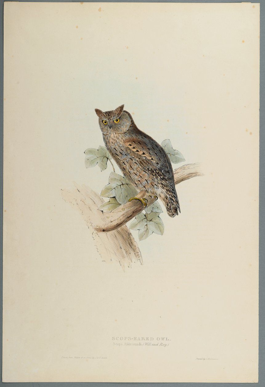 Scops Aldrovandi  -  Scops Eared Owl（编织纸上的彩色光刻） 作者 约翰·古尔德