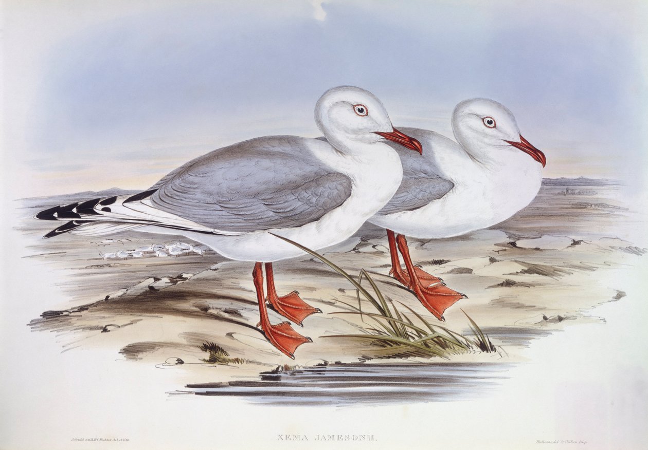 银鸥（Larus novaehollandiae），约翰-古尔德的雕刻作品 作者 约翰·古尔德