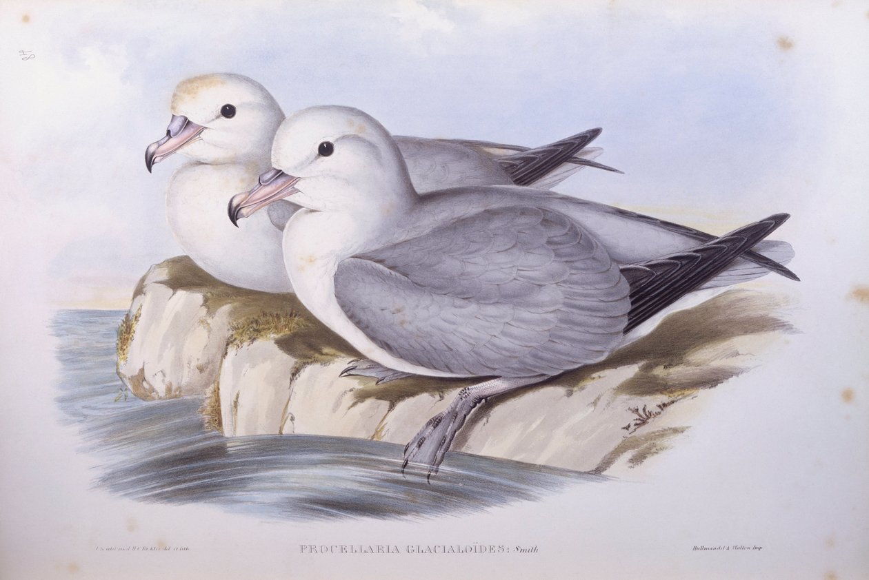 南方海鸥（Fulmarus glacialoides），约翰-古尔德的雕刻作品 作者 约翰·古尔德