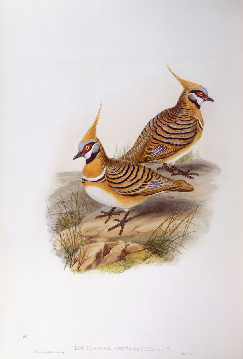桫椤鸽（Lophophaps或Geophaps plumifera leucogaster），John Gould的雕刻作品 作者 约翰·古尔德