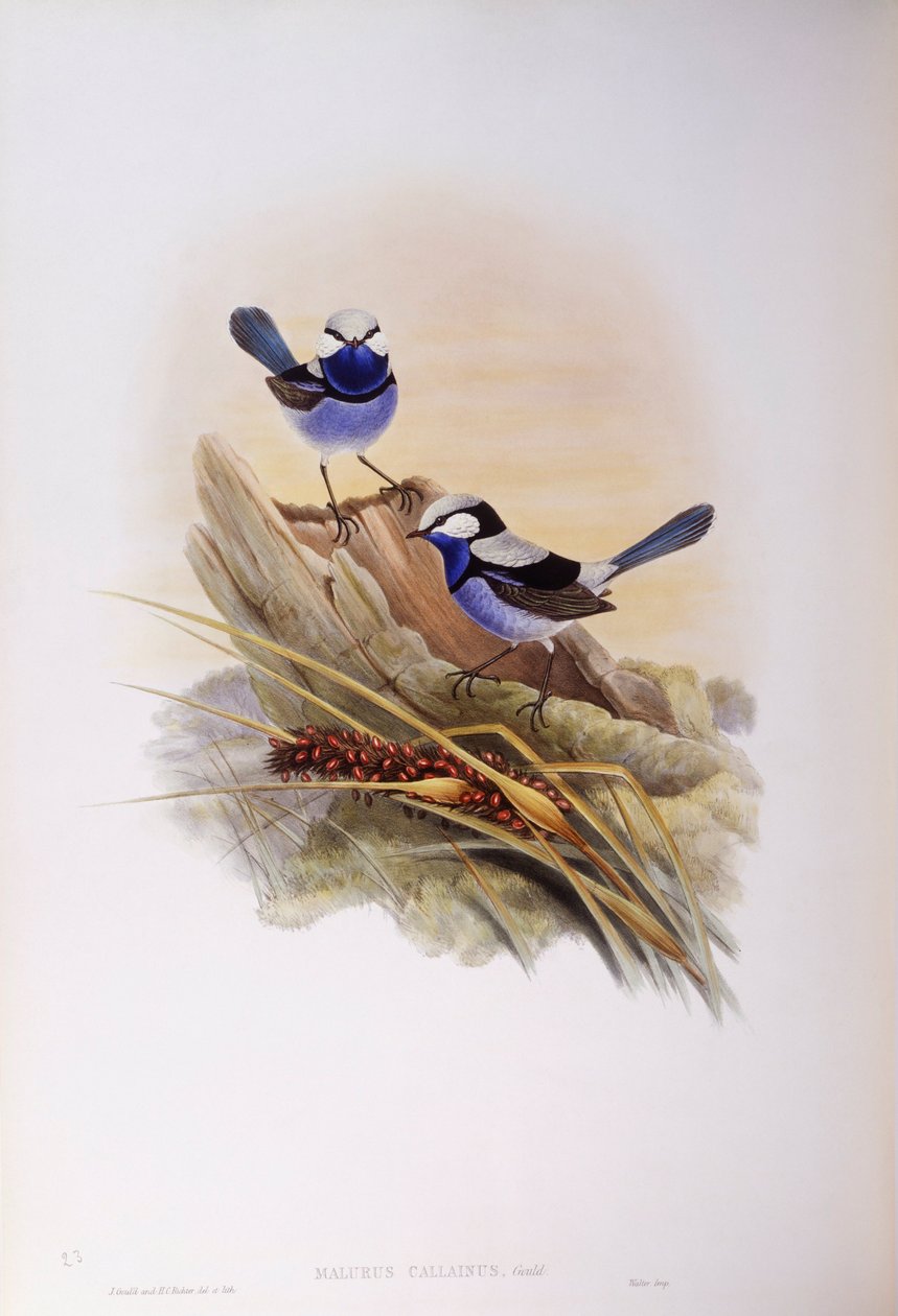 辉煌的仙女（Malurus splendens），约翰-古尔德的雕刻作品 作者 约翰·古尔德