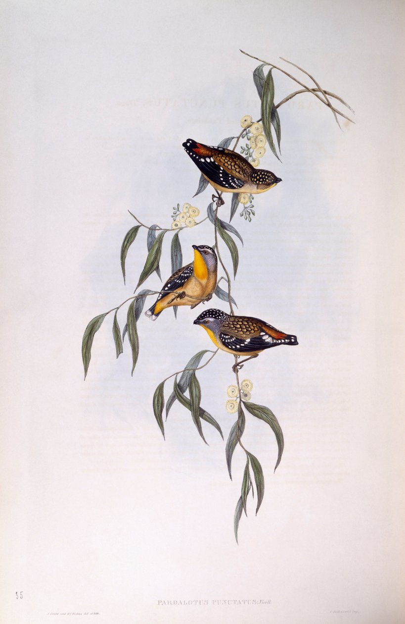斑点狗（Pardalotus punctatus），约翰-古尔德的雕刻作品 作者 约翰·古尔德