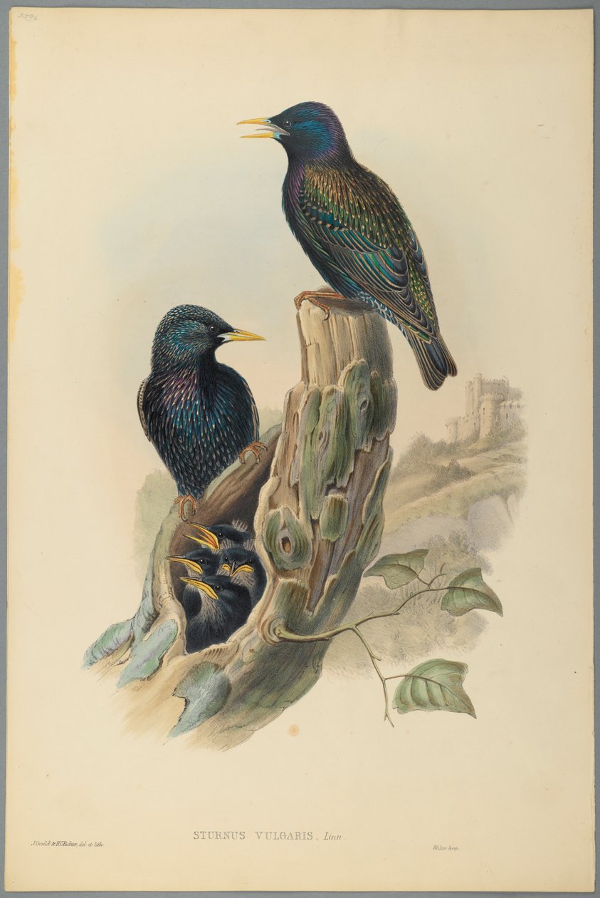 Starling：Sturnus Vulgaris（Linn）（编织纸上的彩色石版） 作者 约翰·古尔德