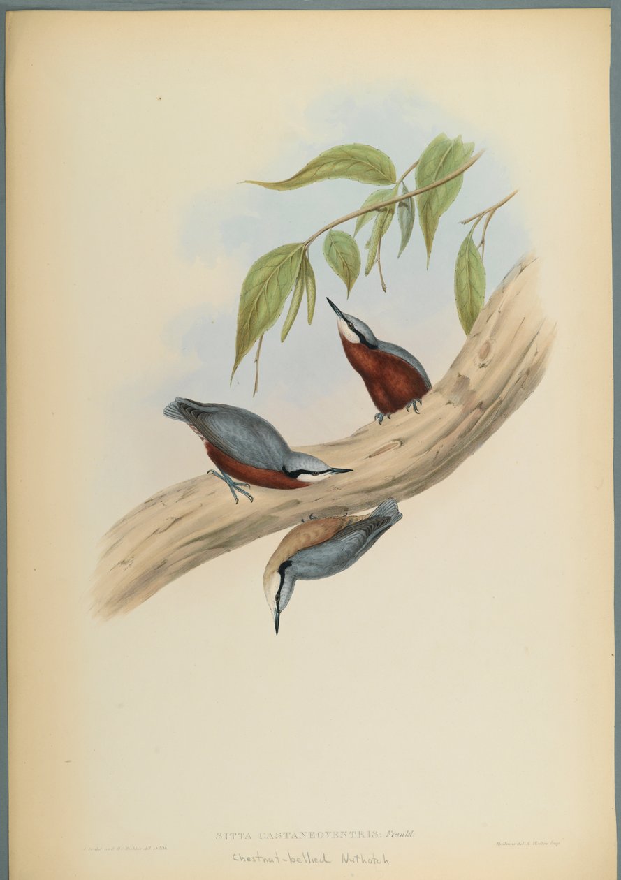 Stila Castaneoventris，Chestnut-Bellied Nuthatch（编织纸上的彩色石版） 作者 约翰·古尔德