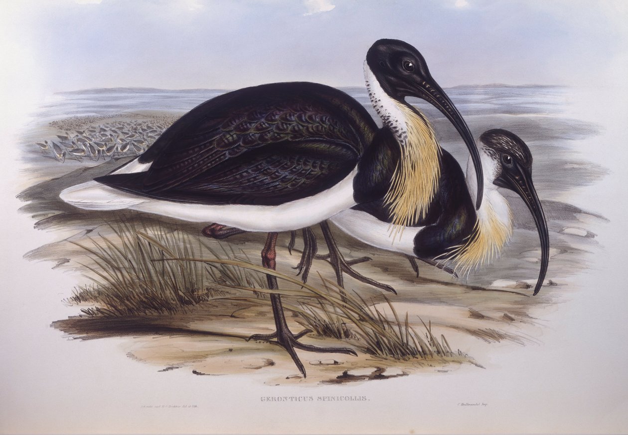 草颈朱鹭（Threskiornis spinicollis），约翰-古尔德的雕刻作品 作者 约翰·古尔德