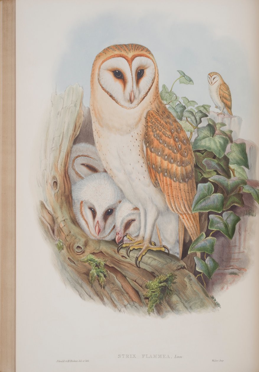 Strix Flammea，来自英国鸟类的约翰古尔德，1862-73出版（手工彩色光刻） 作者 约翰·古尔德