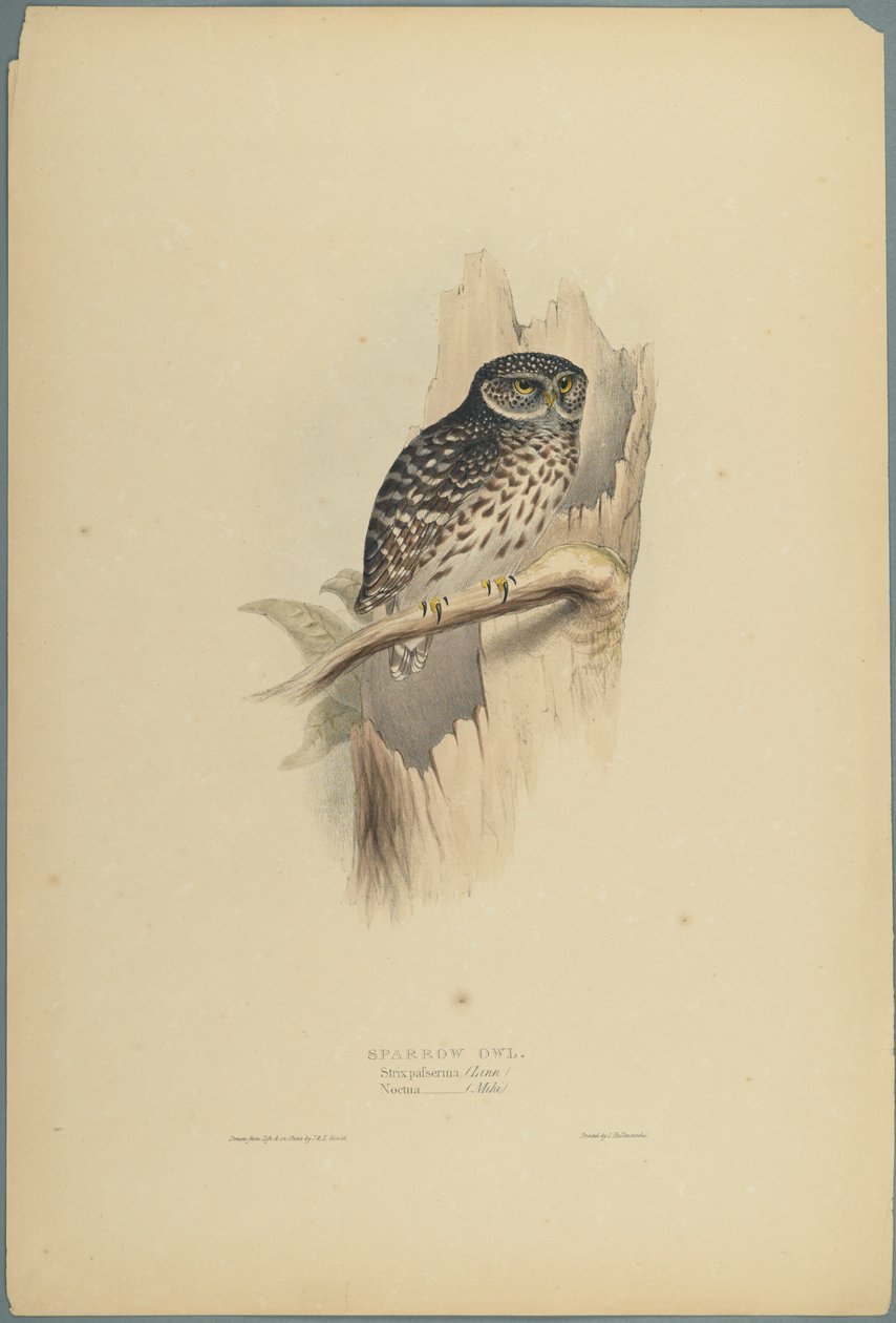 Strix Pafsernia  -  Noctua（编织纸上的彩色光刻） 作者 约翰·古尔德