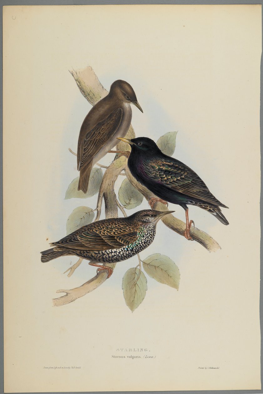 Sturnus Vulgaris  -  Starling（编织纸上的彩色光刻） 作者 约翰·古尔德