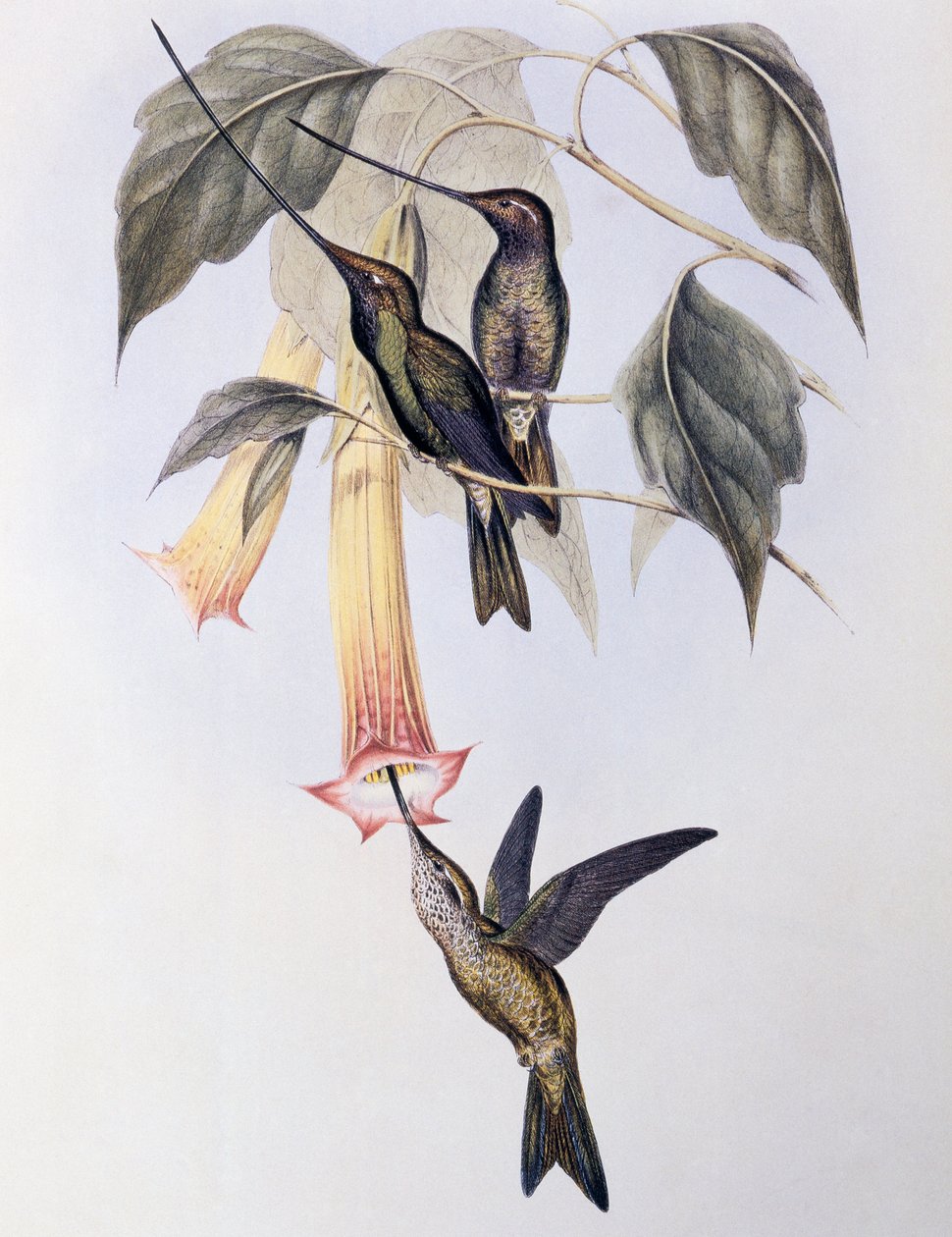 剑嘴蜂鸟(Docimastes ensiferus) 作者 约翰·古尔德