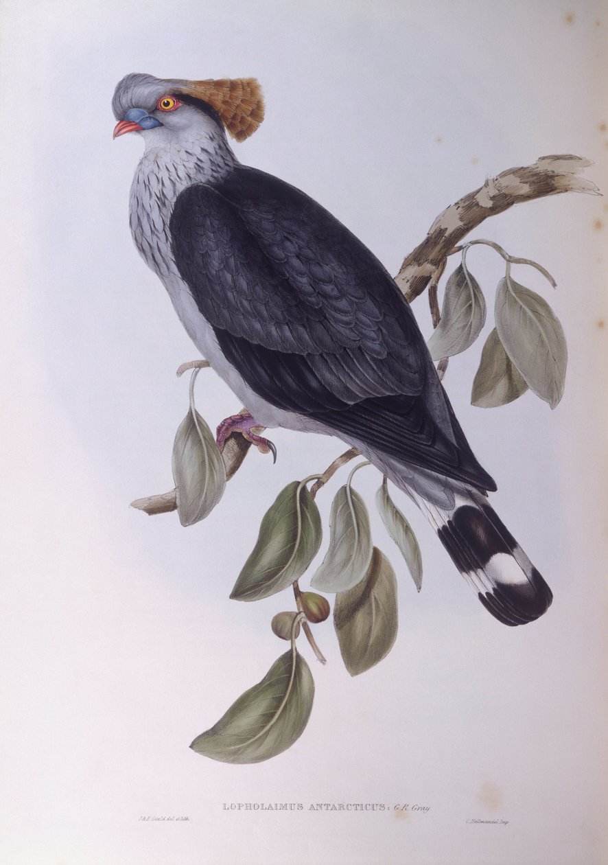 顶髻鸽（Lopholaimus antarcticus），约翰-古尔德的雕刻作品 作者 约翰·古尔德