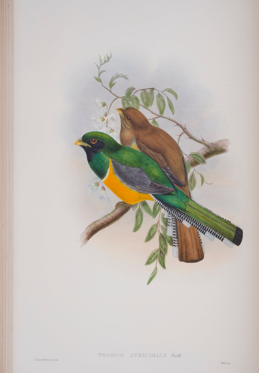 Trogon Atricollis，约翰古尔德的“英国鸟类”杂志，1862-73出版（手工彩色版画） 作者 约翰·古尔德