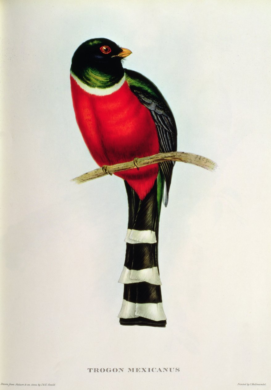 Trogon Mexicanus 作者 约翰·古尔德