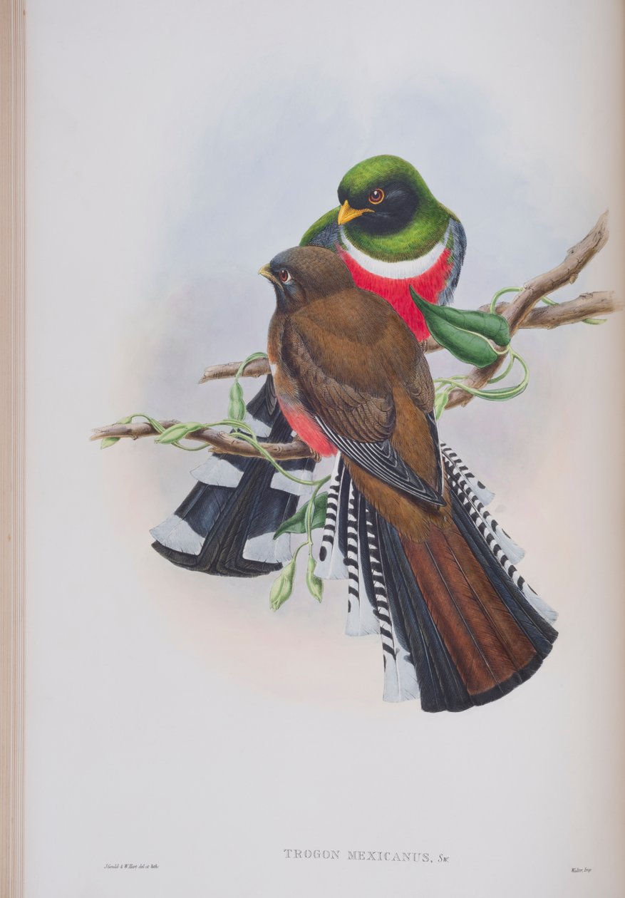 Trogon Mexicanus，来自英国鸟类的约翰古尔德，1862-73出版（手工彩色版画） 作者 约翰·古尔德