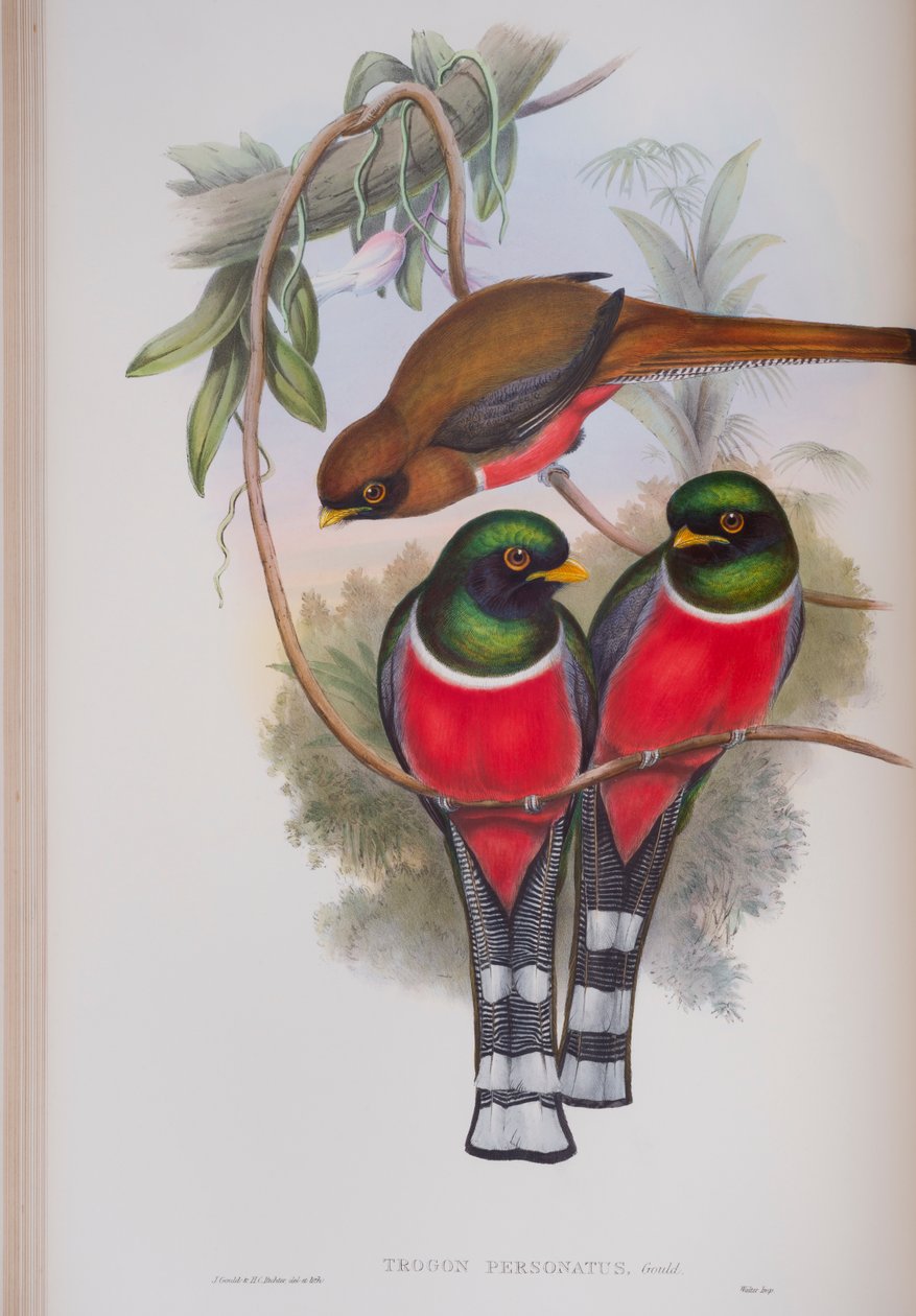 Trogon Personatus，来自英国鸟类的约翰古尔德，1862-73出版（手工彩色版画） 作者 约翰·古尔德