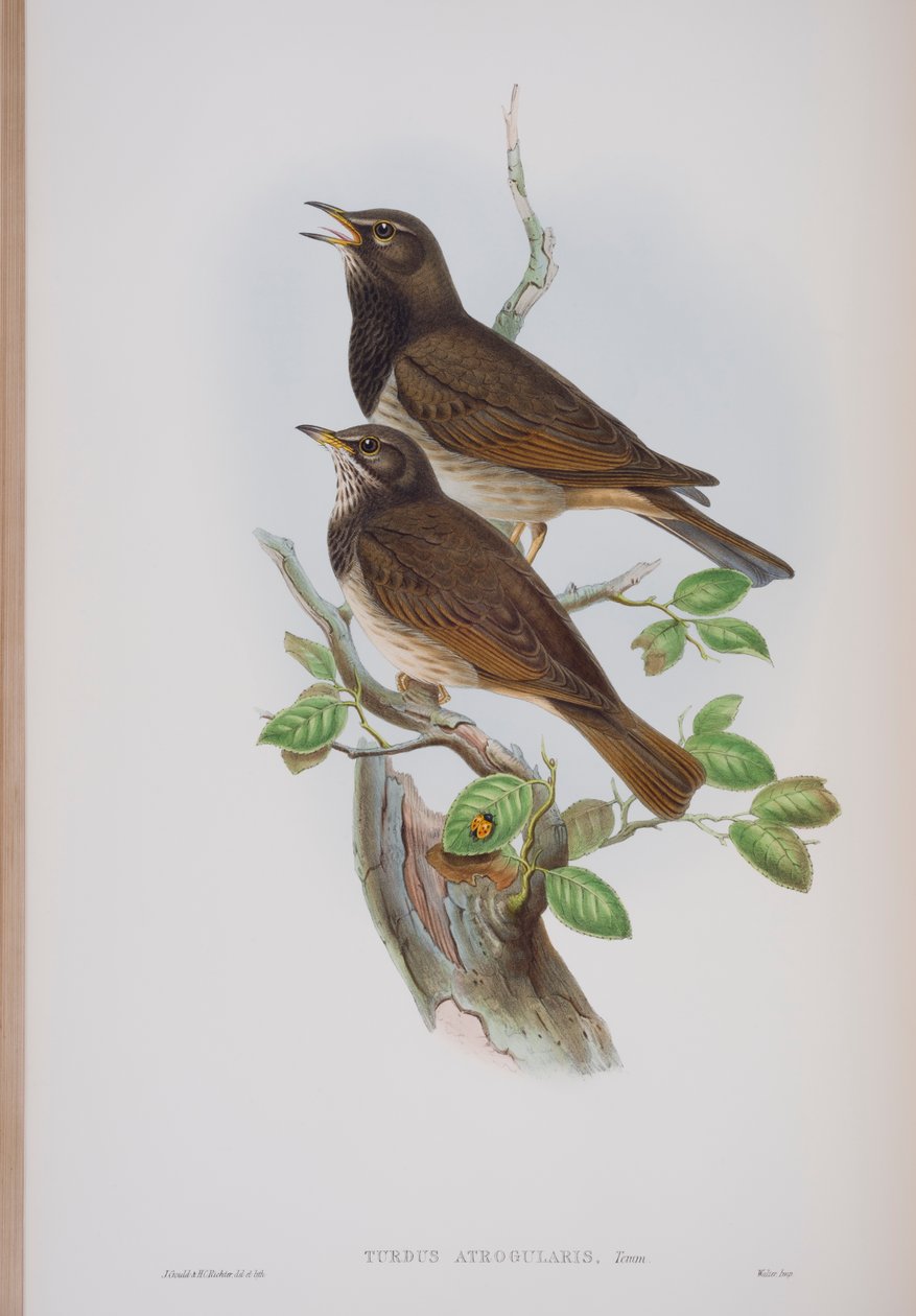 Turdis Atrogularis，来自英国鸟类的约翰古尔德，1862-73出版（手工彩色光刻） 作者 约翰·古尔德