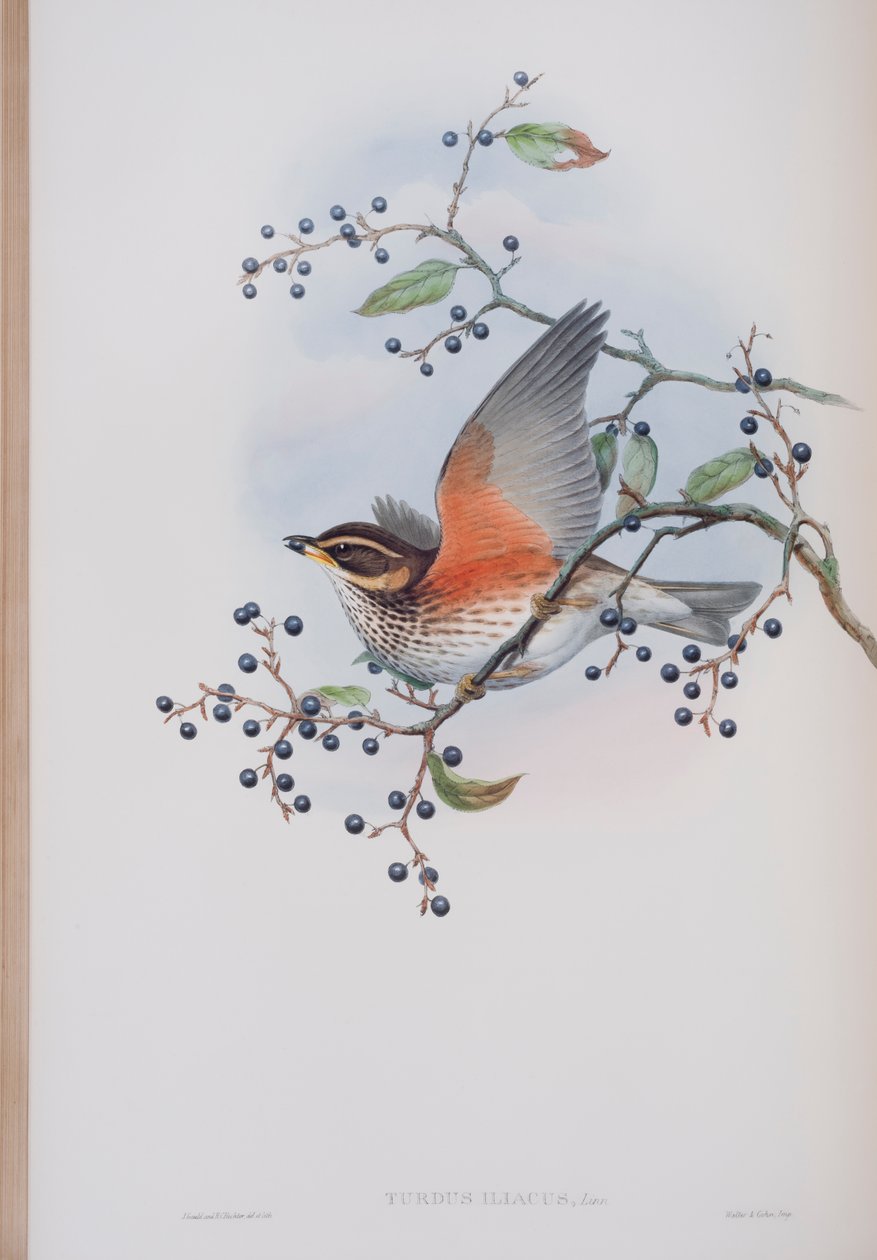 Turdus Illacus，来自英国鸟类的约翰古尔德，1862-73出版（手工彩色版画） 作者 约翰·古尔德