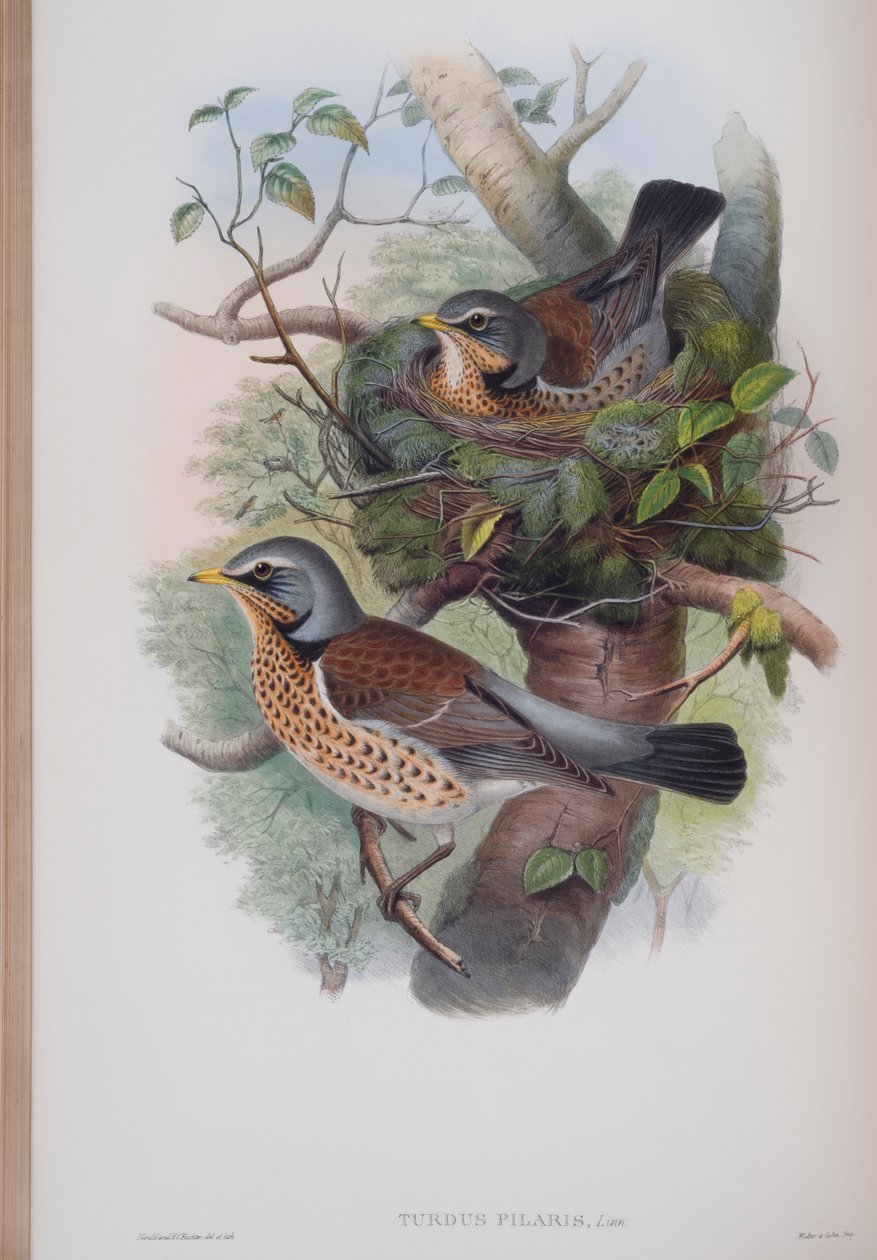 Turdus Pilaris，约翰古尔德的“英国鸟类”杂志，1862-73出版（手工彩色版画） 作者 约翰·古尔德
