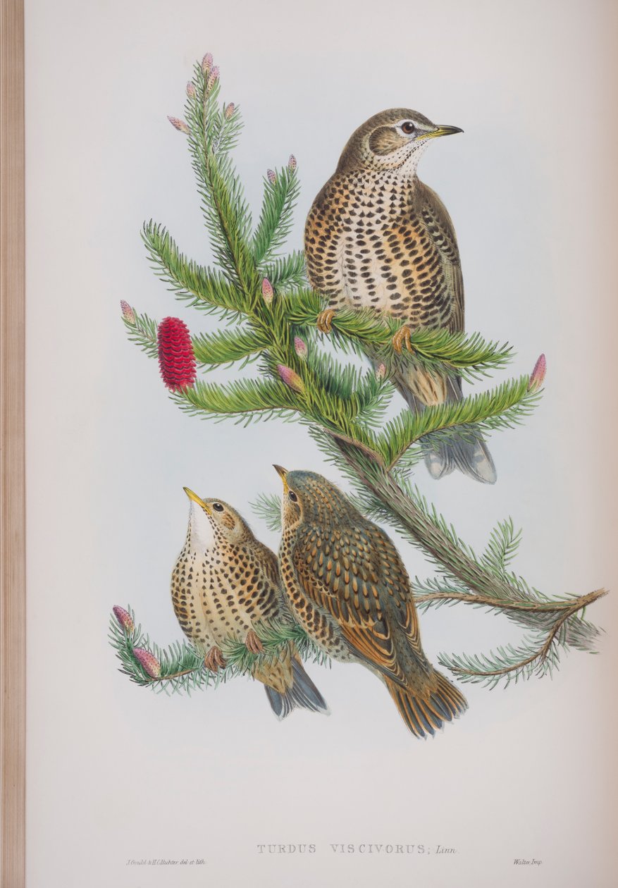 Turdus Viscivorus，来自英国鸟类的约翰古尔德，1862-73出版（手工彩色版画） 作者 约翰·古尔德